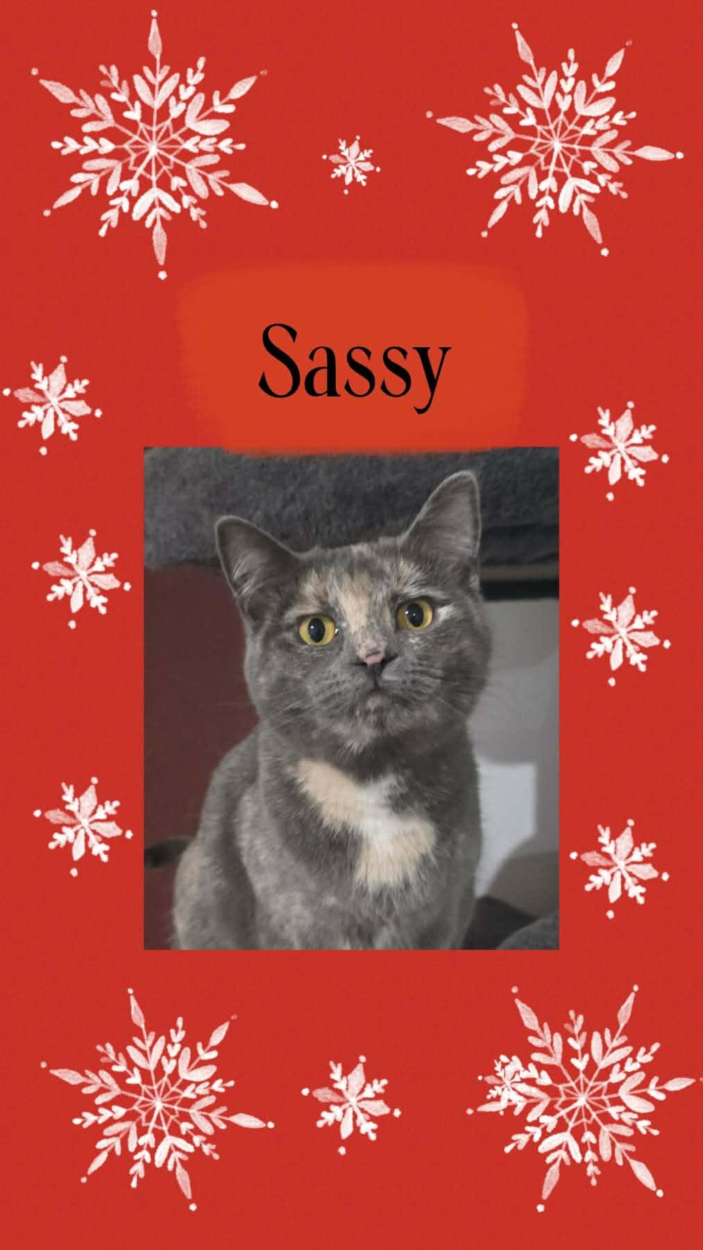 Enlarge SASSY, a Adoptable Domestic Short Hair in Fitchburg, WI image 1/1