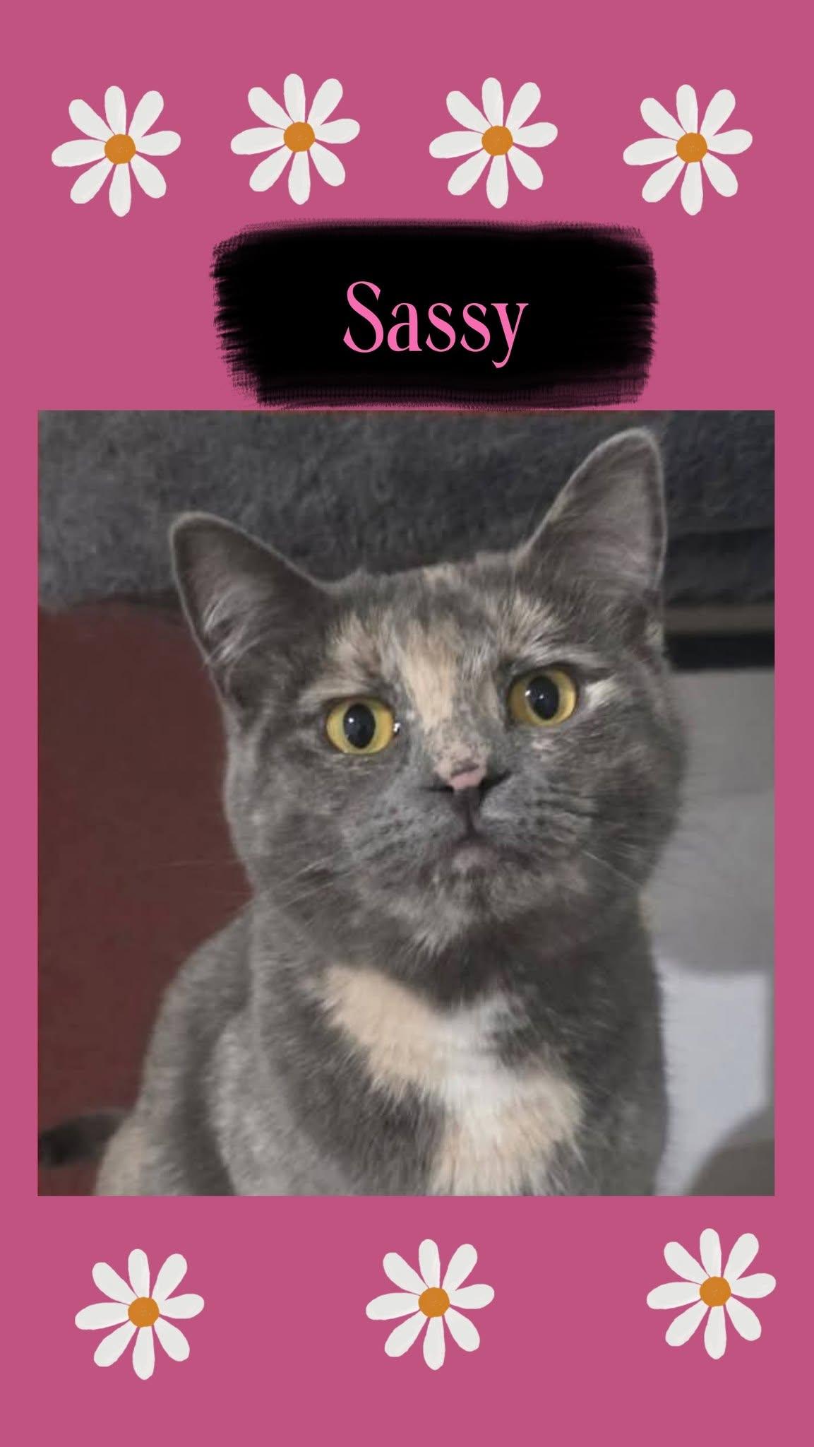 Enlarge SASSY, a Adoptable Domestic Short Hair in Fitchburg, WI image 1/2