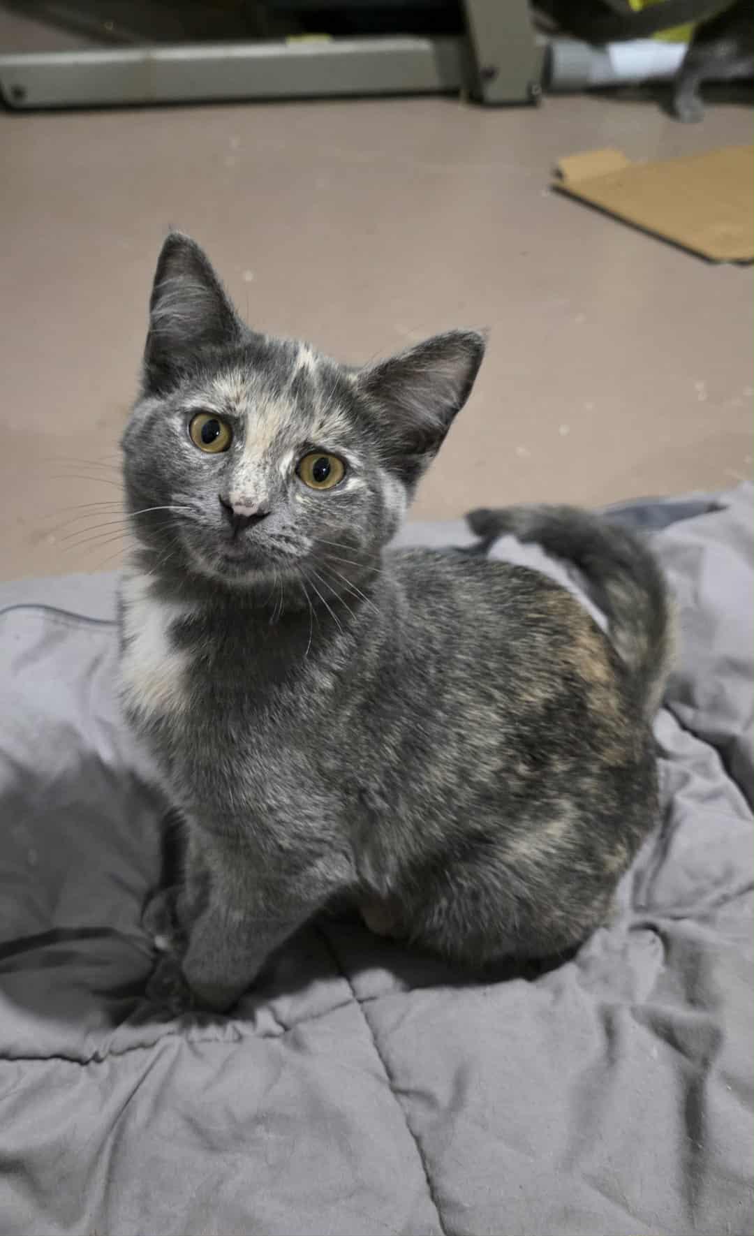 Enlarge SASSY, a Adoptable Domestic Short Hair in Fitchburg, WI image 1/2