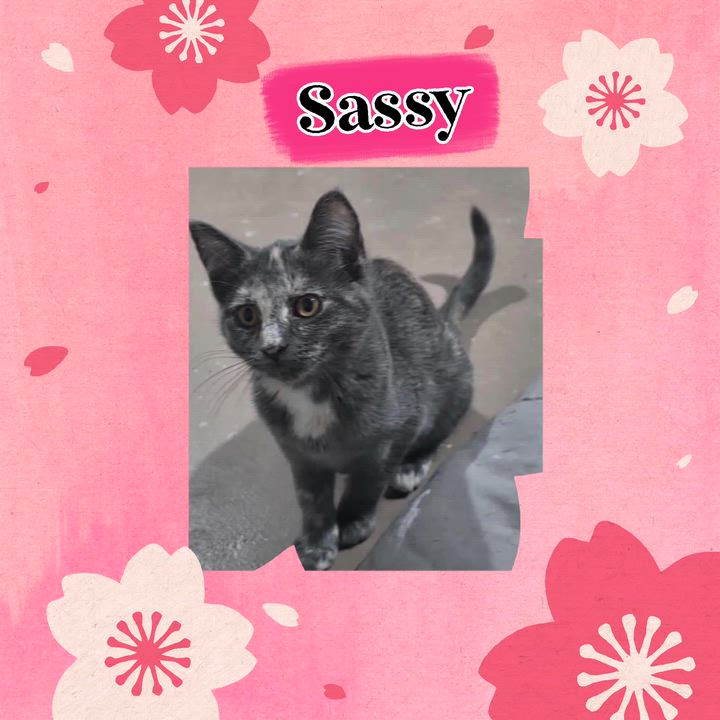 Enlarge SASSY, a Adoptable Domestic Short Hair in Fitchburg, WI video 2/2