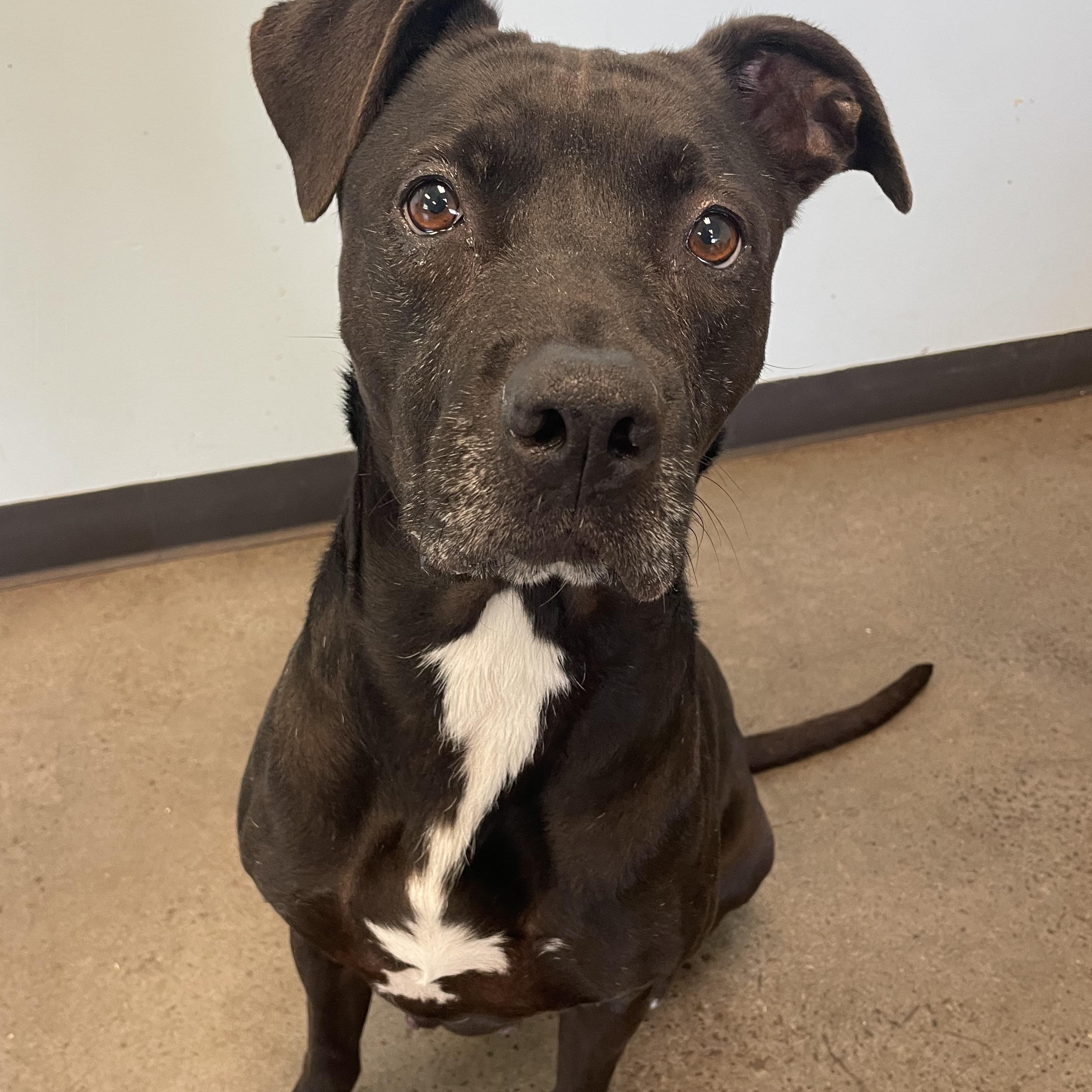 Enlarge Candle, an adopted mixed breed in Mishawaka, IN image 3/5
