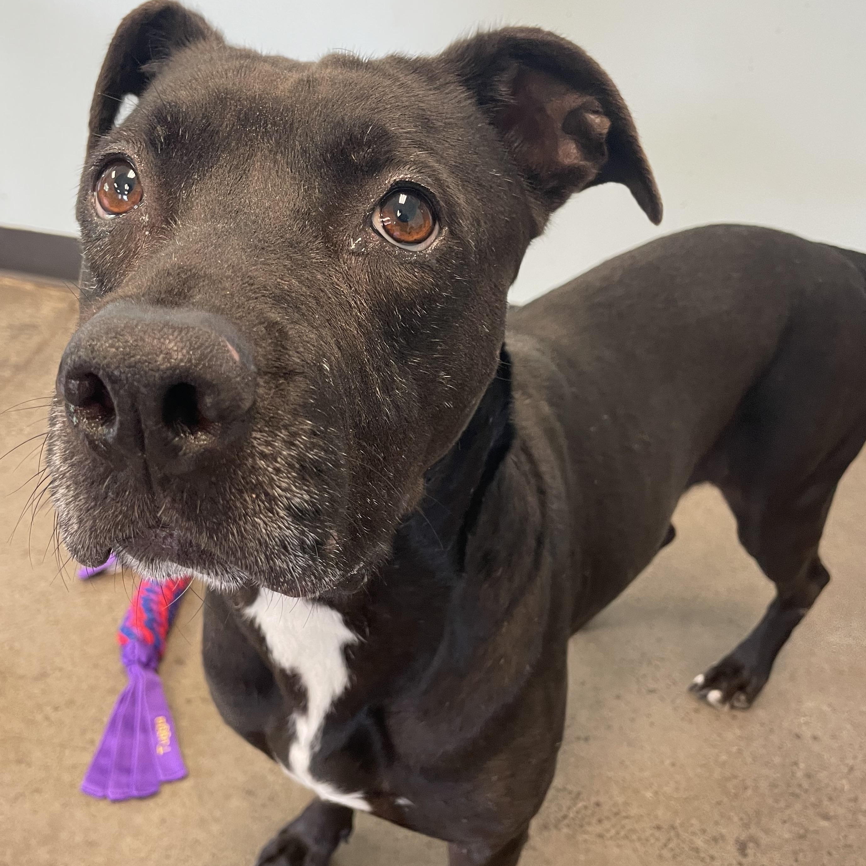 Enlarge Candle, an adopted mixed breed in Mishawaka, IN image 4/5