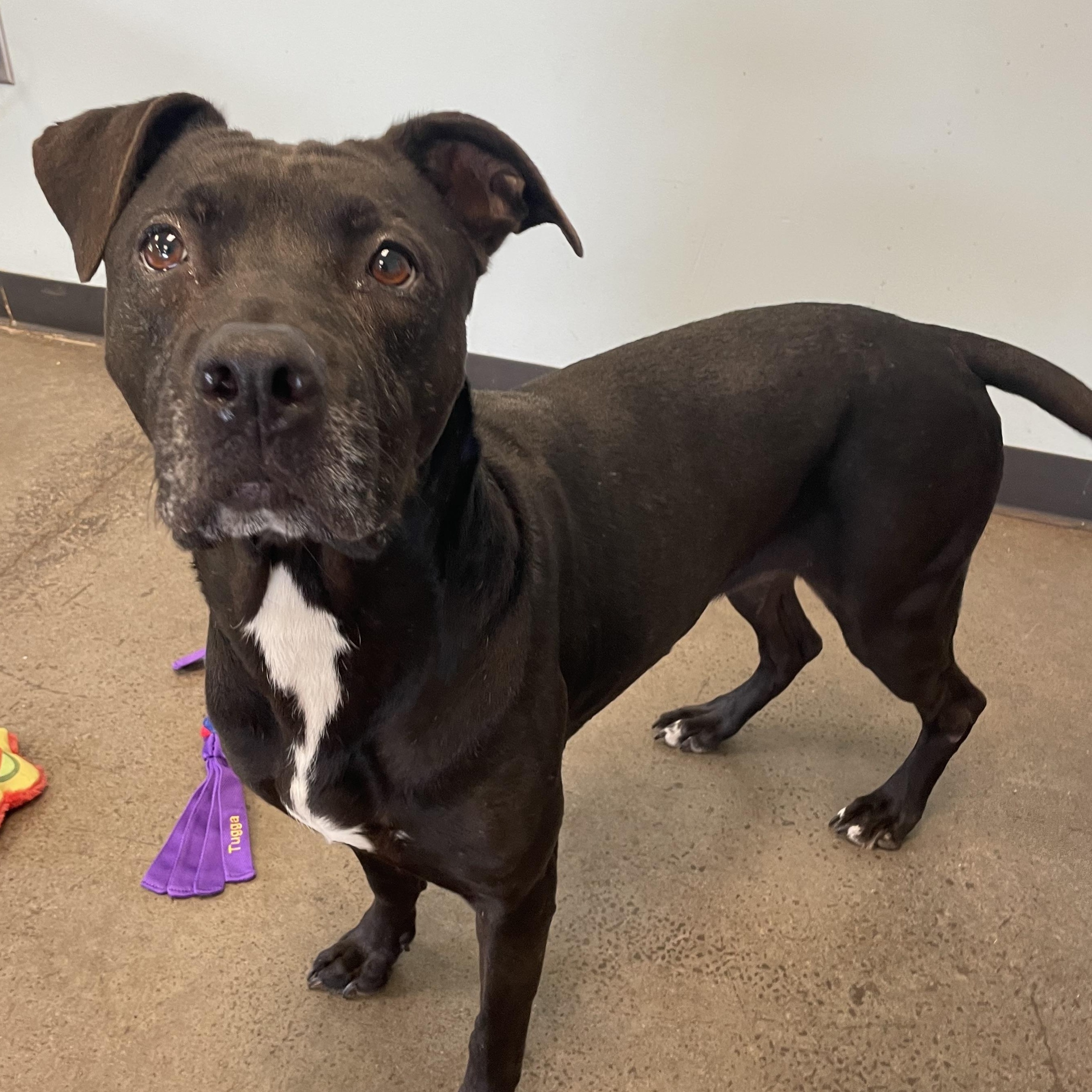 Enlarge Candle, an adopted mixed breed in Mishawaka, IN image 5/5