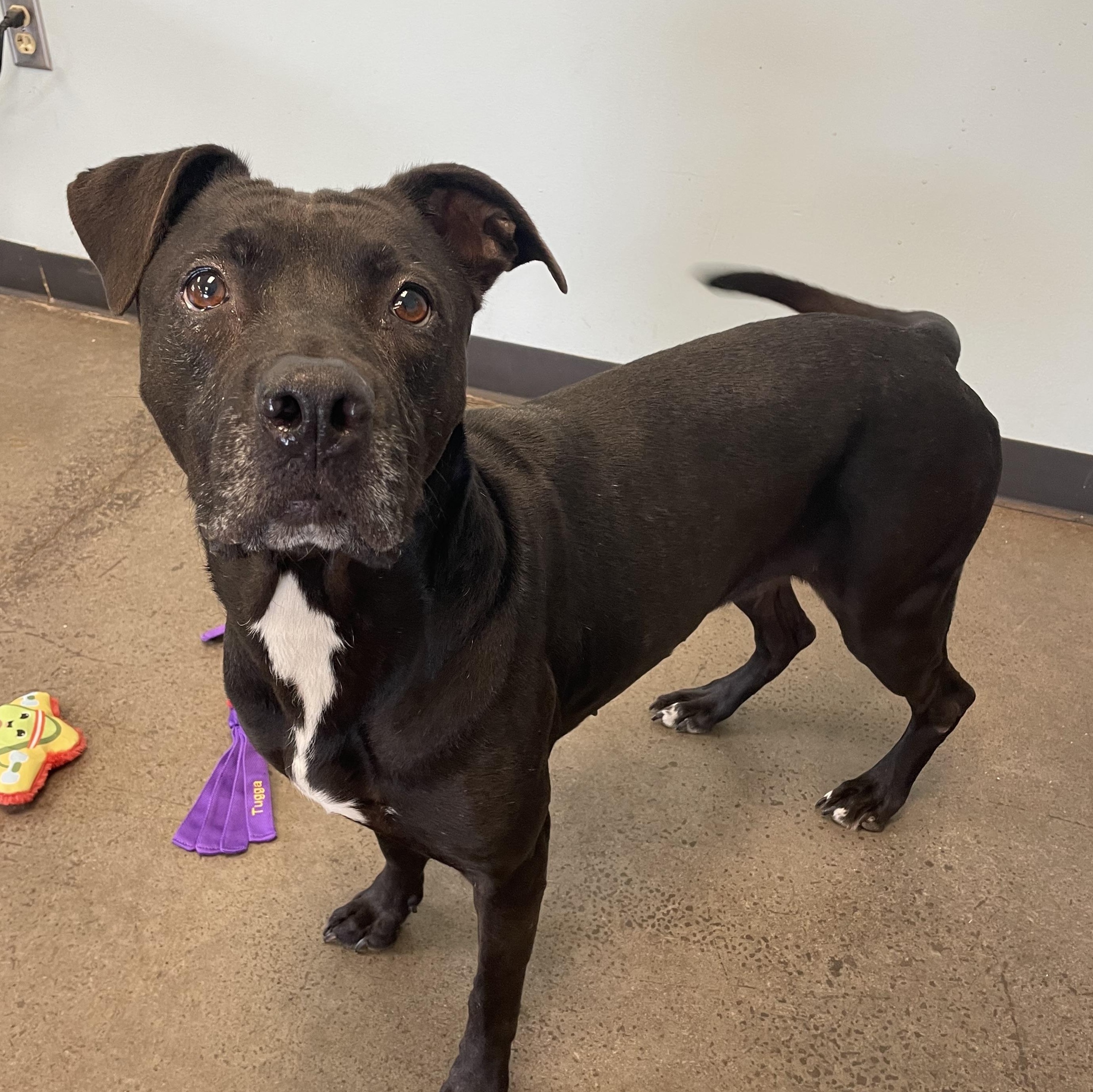 Candle, adopted, Adult Female Mixed Breed.