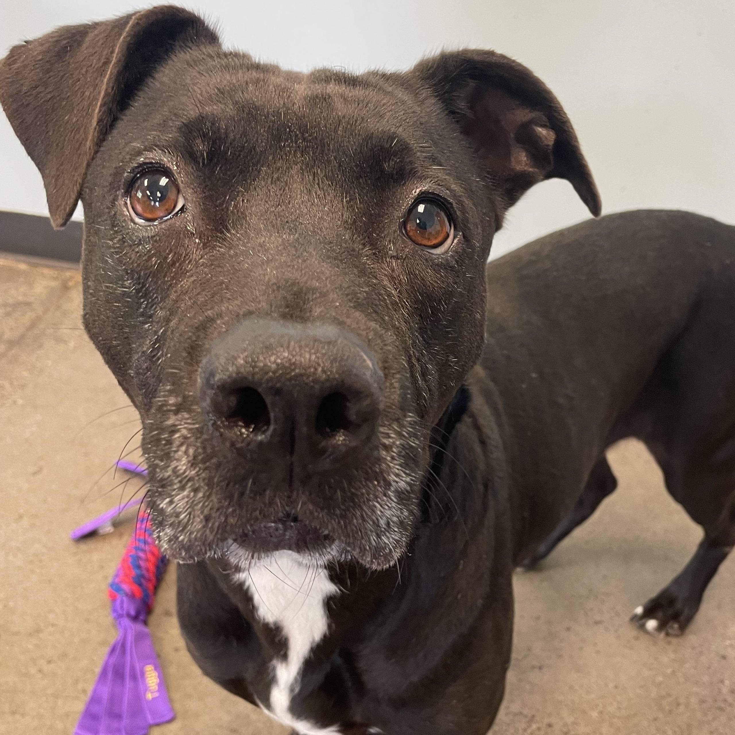 Enlarge Candle, an adopted mixed breed in Mishawaka, IN image 2/5