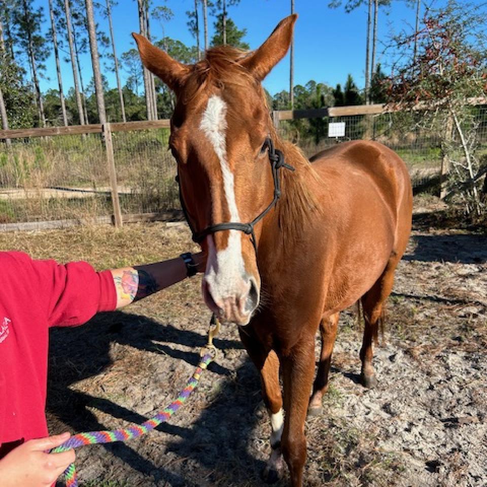 Enlarge Charlotte, a Adoptable Quarterhorse in Freeport, FL image 1/6