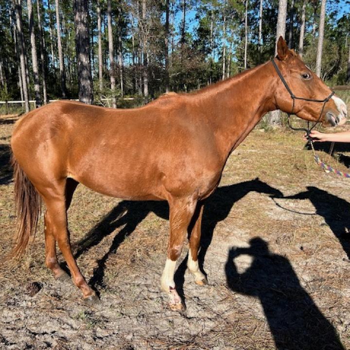 Enlarge Charlotte, a Adoptable Quarterhorse in Freeport, FL image 2/6