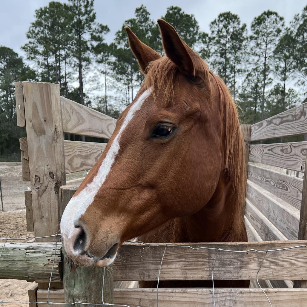 Enlarge Charlotte, a Adoptable Quarterhorse in Freeport, FL image 3/6
