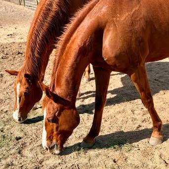 Enlarge Charlotte, a Adoptable Quarterhorse in Freeport, FL image 4/6