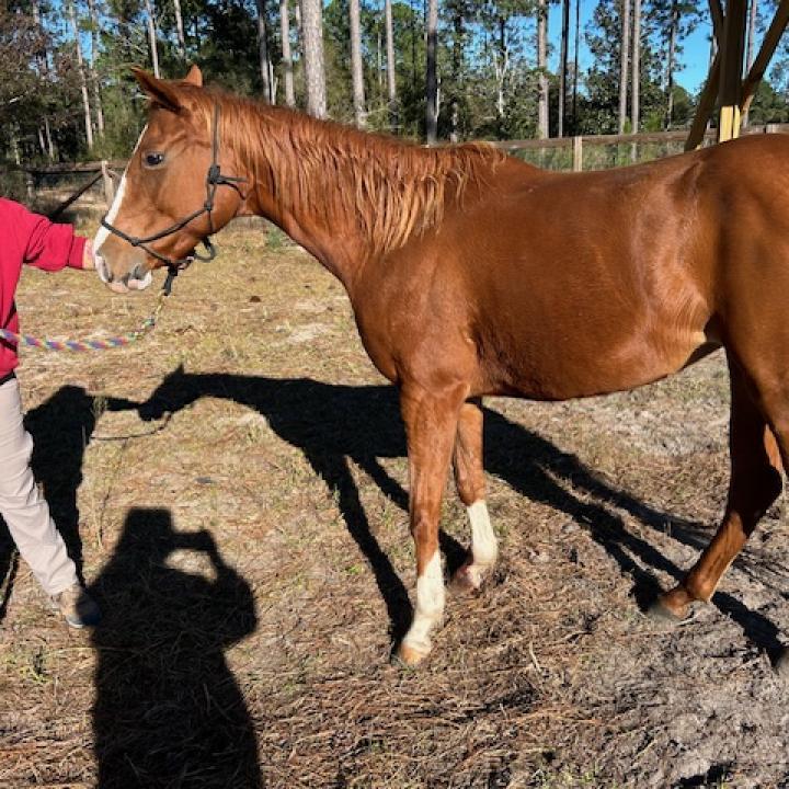 Enlarge Charlotte, a Adoptable Quarterhorse in Freeport, FL image 5/6