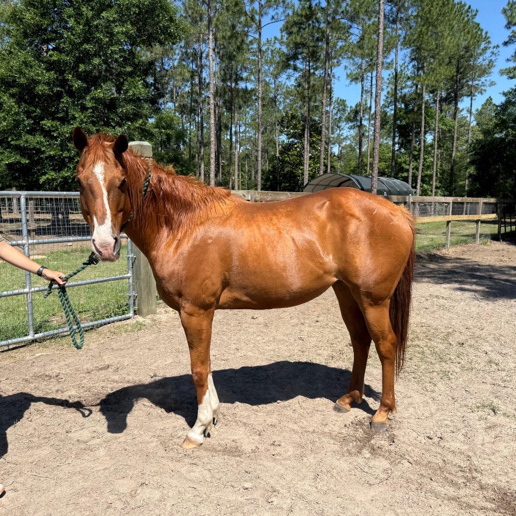 Enlarge Charlotte, a Adoptable Quarterhorse in Freeport, FL image 6/6