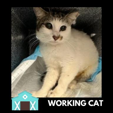 Enlarge Lemon Shark, a Adoptable Domestic Short Hair in Sarasota, FL image 1/1