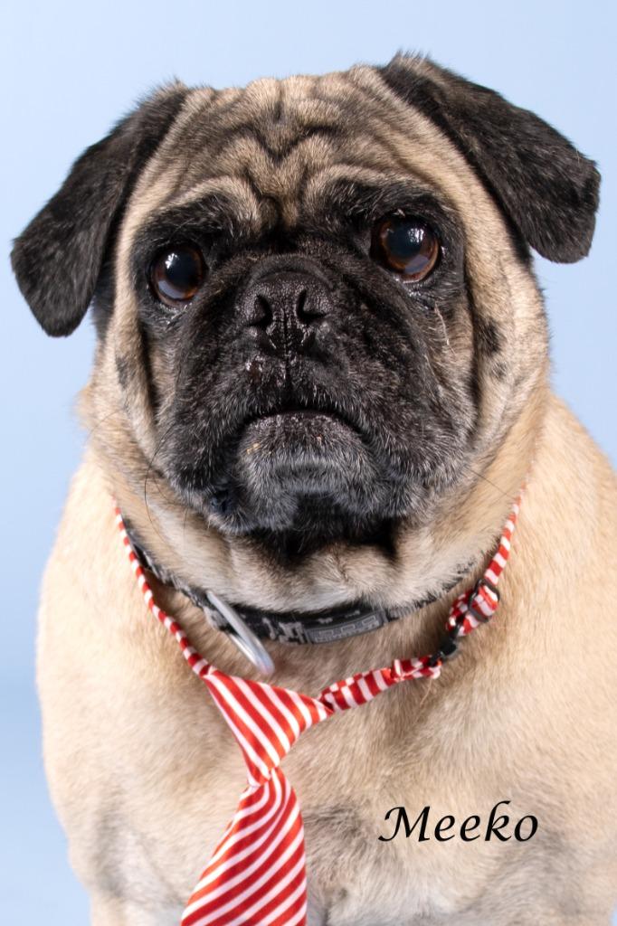Meeko, Adoptable, Adult Male Pug & Shepherd.