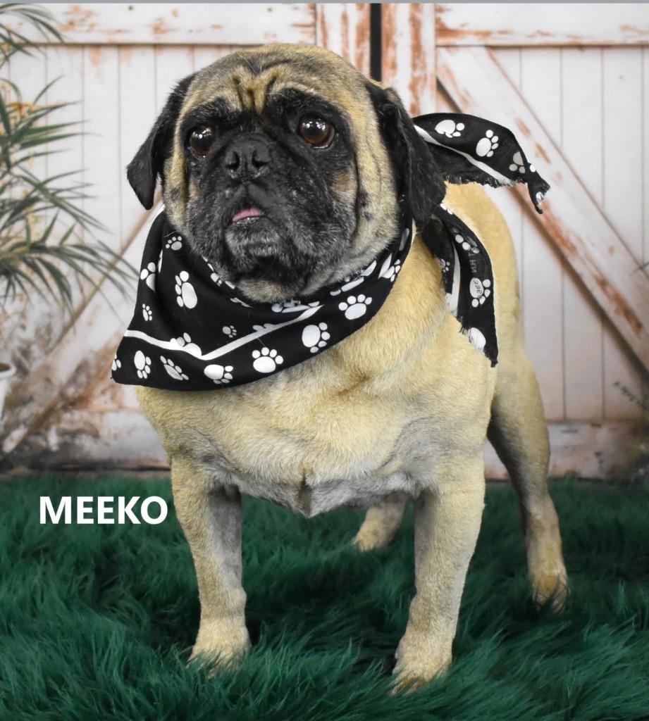 Enlarge Meeko, a Adoptable mixed breed in Gilbert, AZ image 2/3