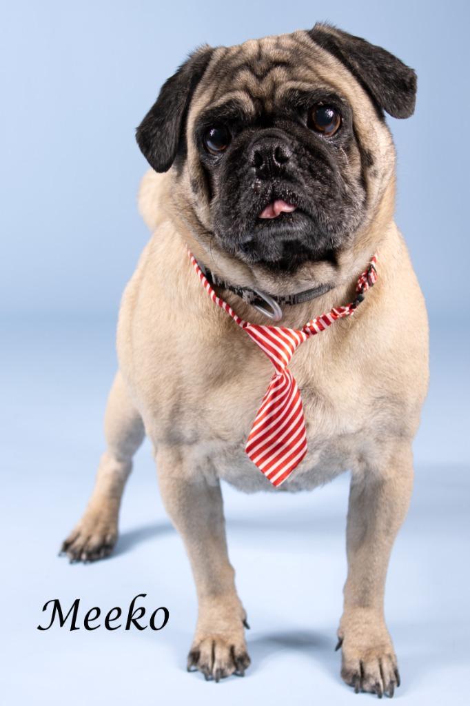 Enlarge Meeko, a Adoptable mixed breed in Gilbert, AZ image 3/3