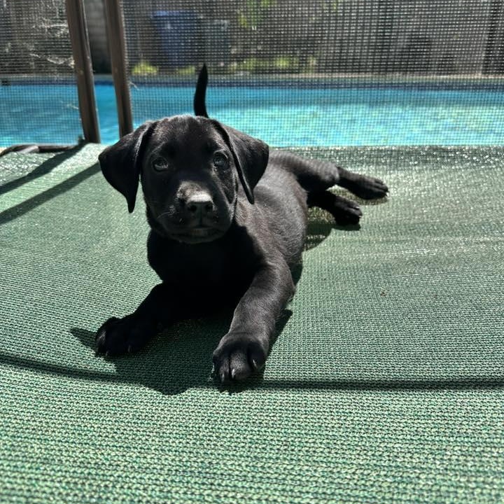 Enlarge Mandelay, an adopted mixed breed in Agua Dulce, CA image 1/3