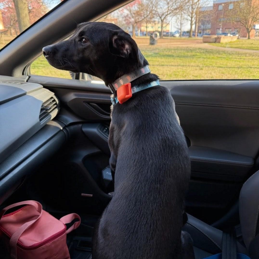 Onyx, an adopted mixed breed in Baltimore, MD image 6/6