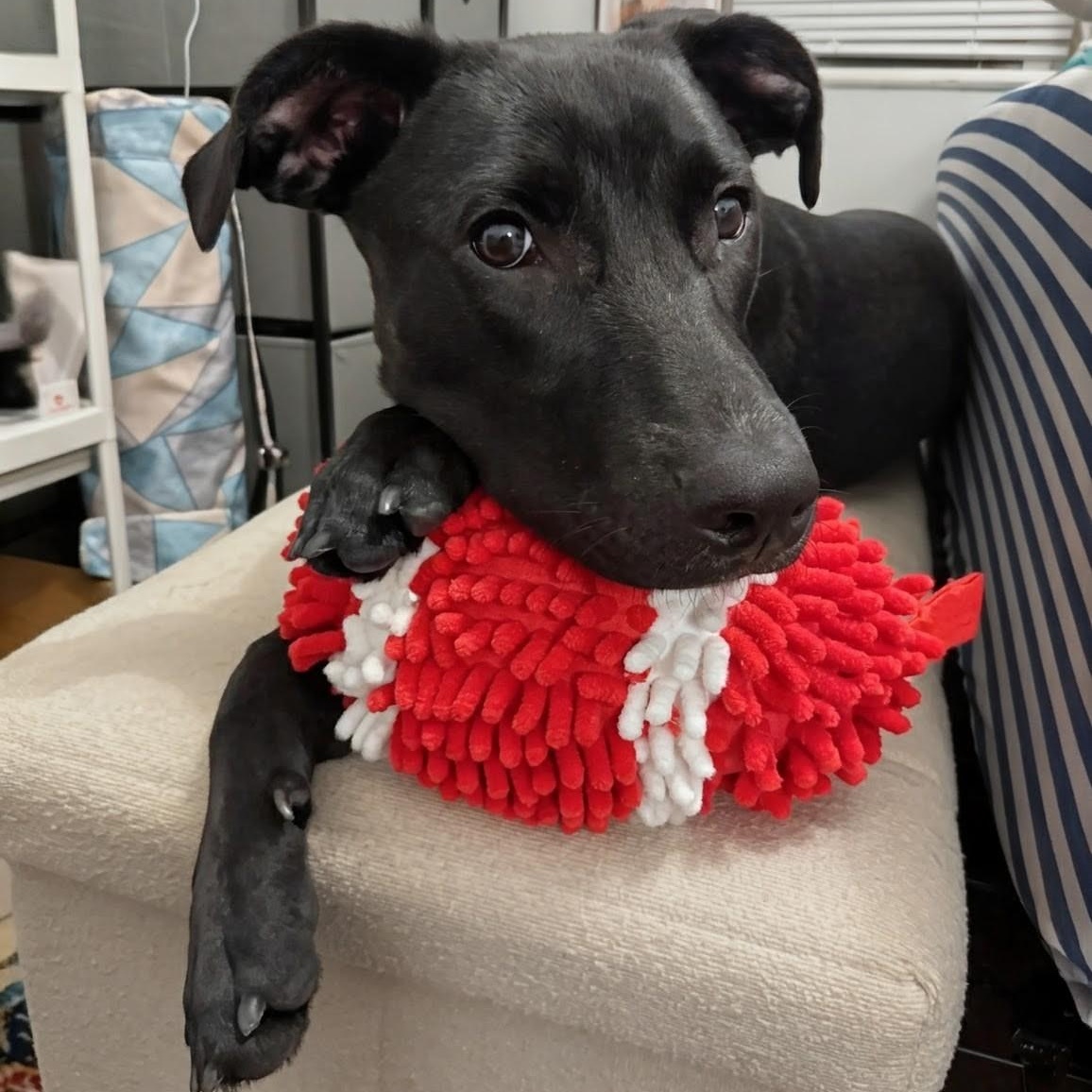 Onyx, an adopted mixed breed in Baltimore, MD image 2/6