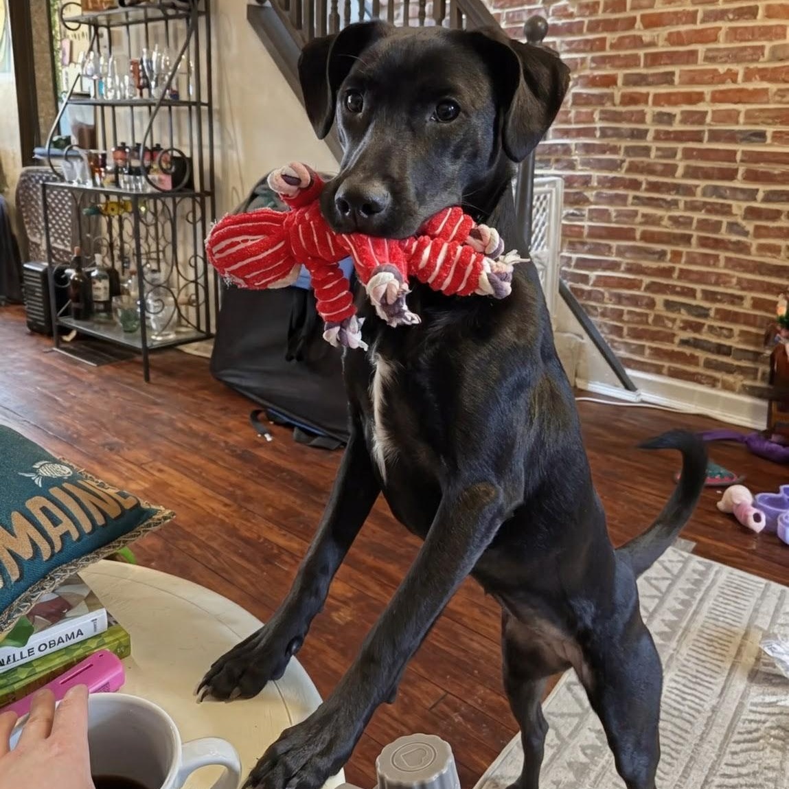 Onyx, an adopted mixed breed in Baltimore, MD image 3/6