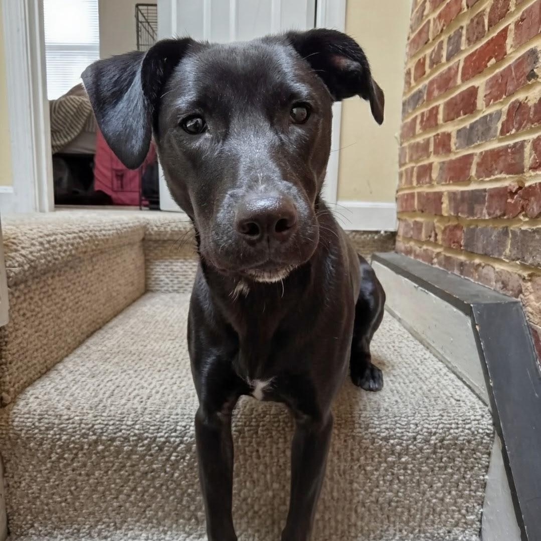 Onyx, an adopted mixed breed in Baltimore, MD image 1/6