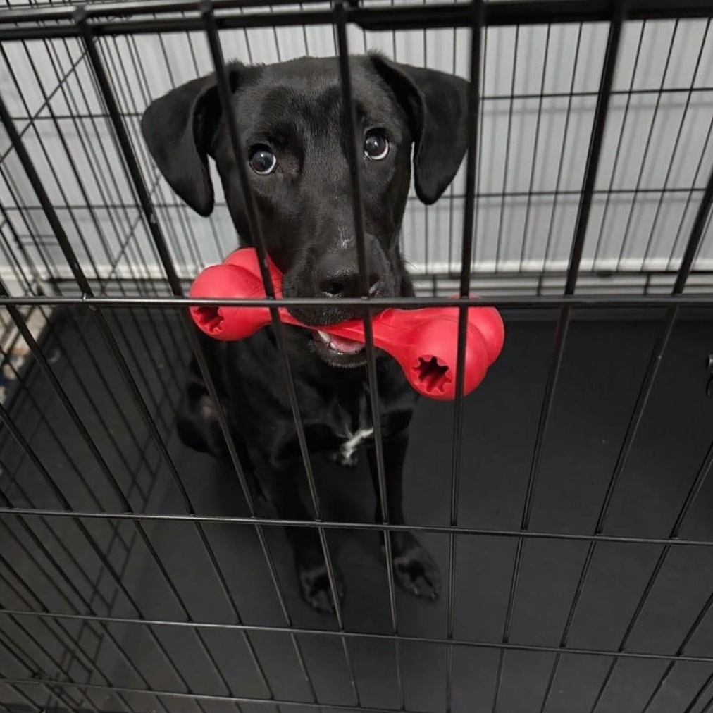 Onyx, an adopted mixed breed in Baltimore, MD image 4/6