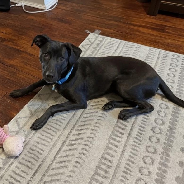 Onyx, an adopted mixed breed in Baltimore, MD image 5/6