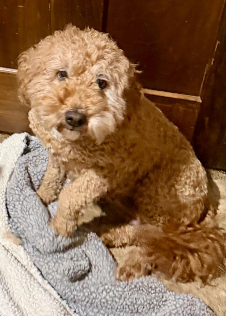 Fern, Adoptable, Adult Female Golden Retriever & Poodle.