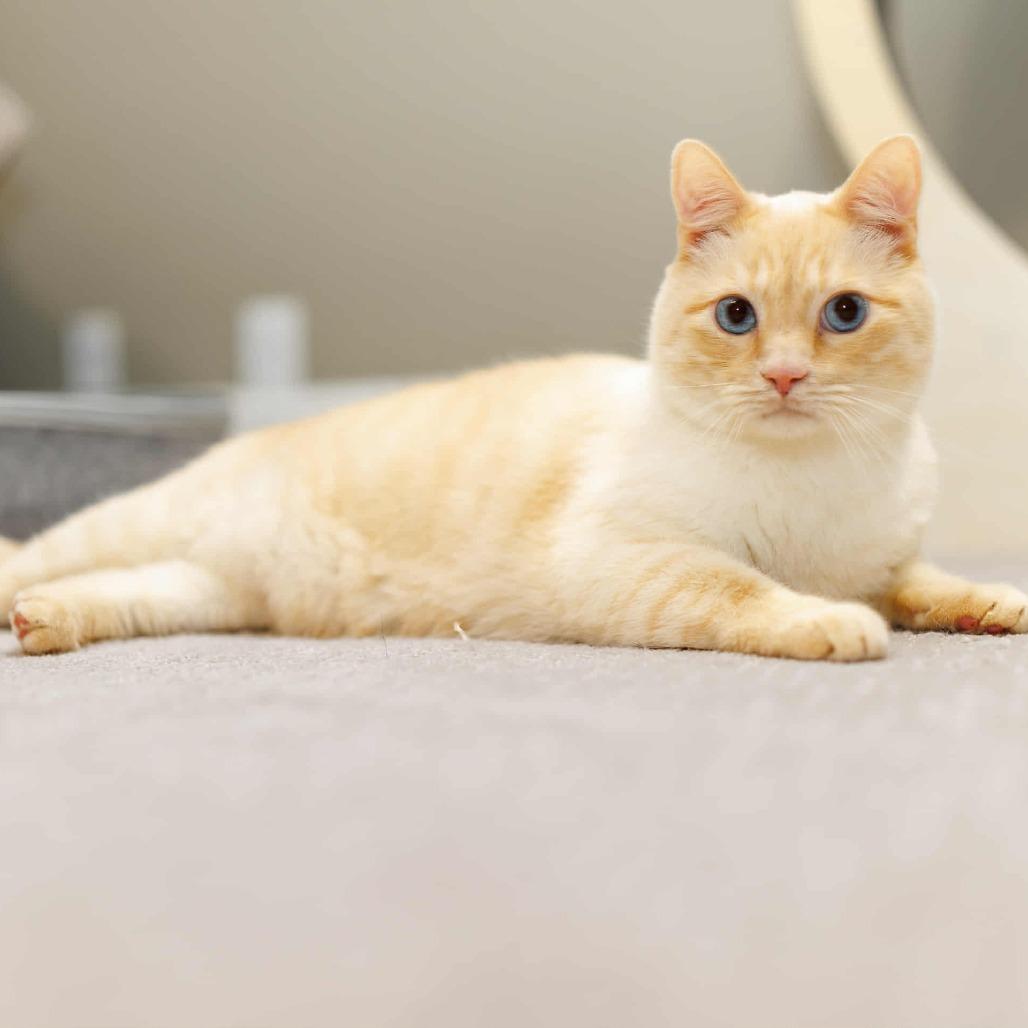 Alaska Stoppelmoor, Adoptable, Senior Male Siamese.