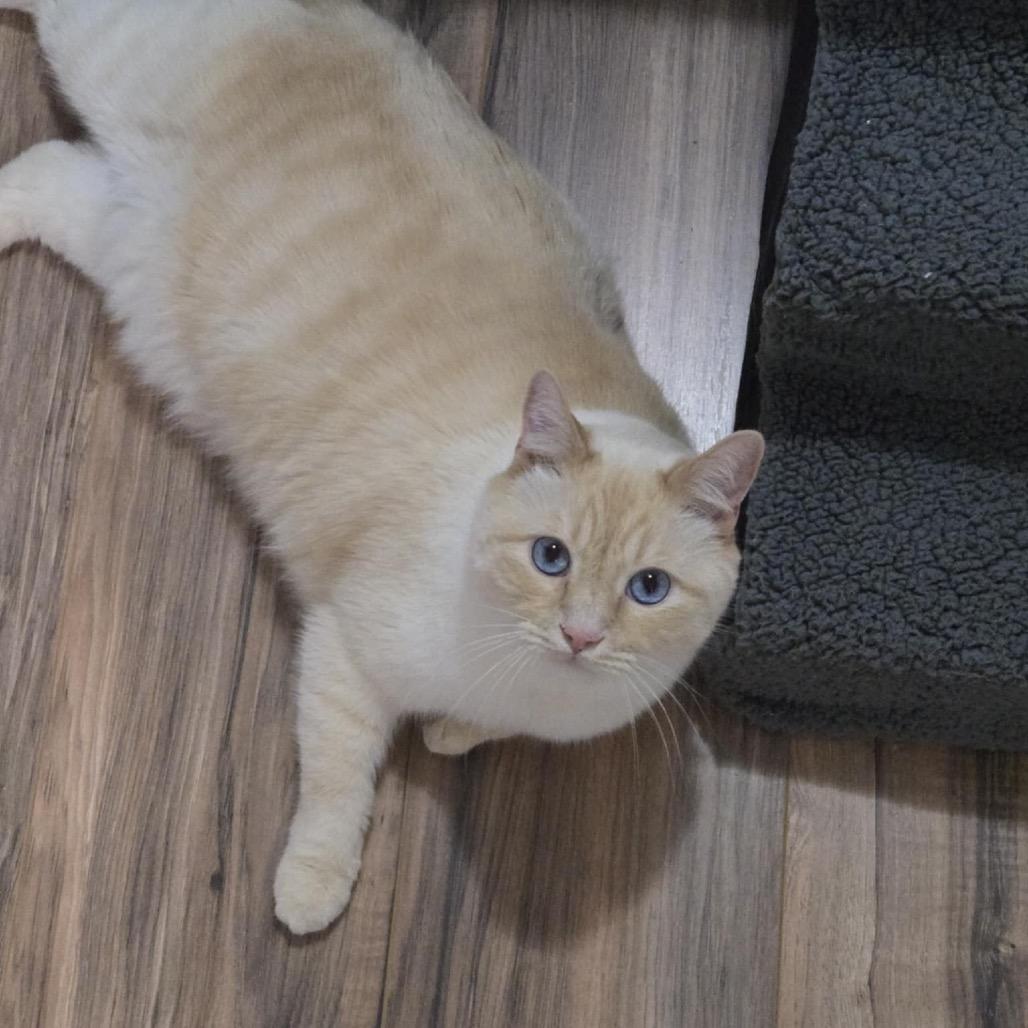 Enlarge Alaska Stoppelmoor, a Adoptable Siamese in Eagle Mountain, UT image 2/4