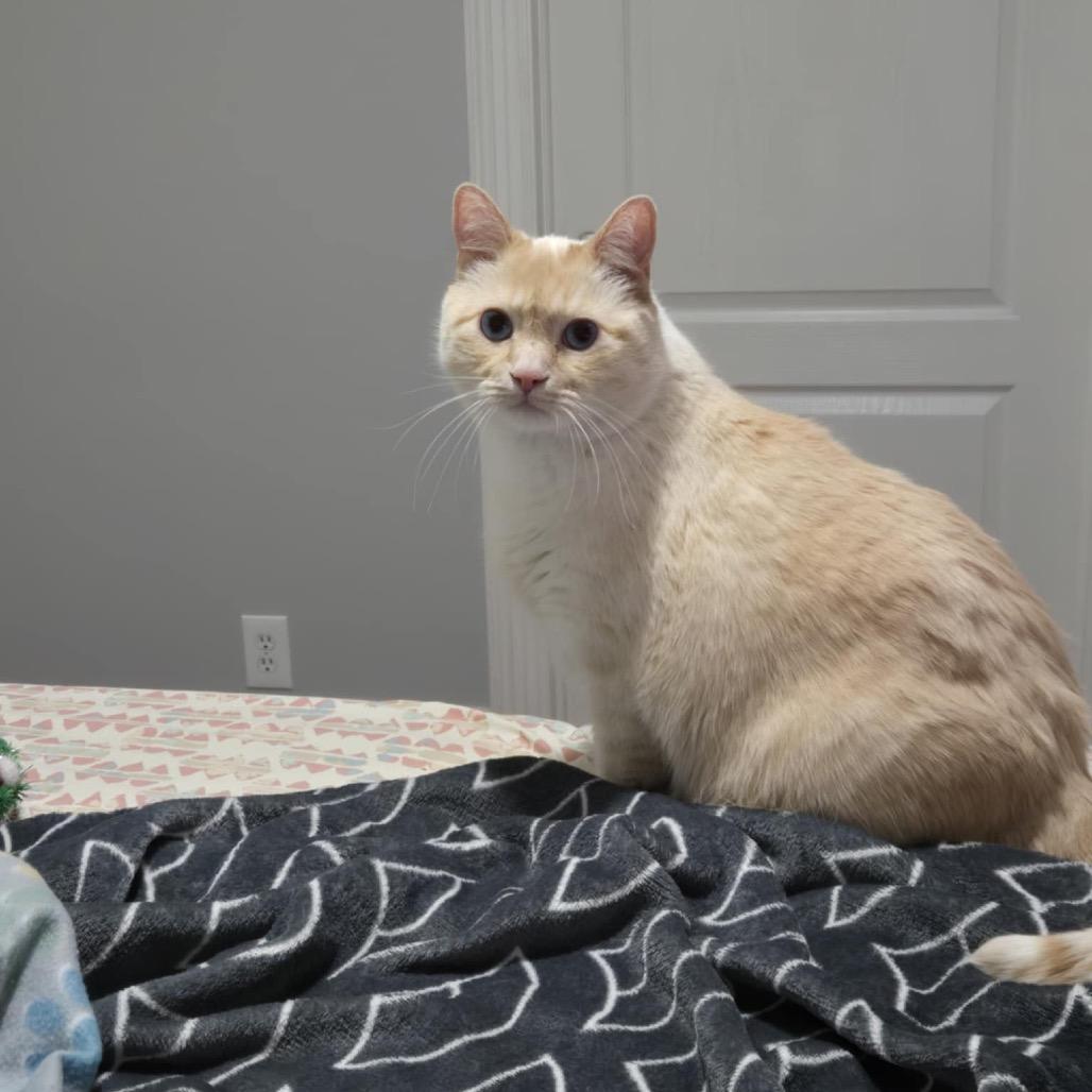 Enlarge Alaska Stoppelmoor, a Adoptable Siamese in Eagle Mountain, UT image 4/4