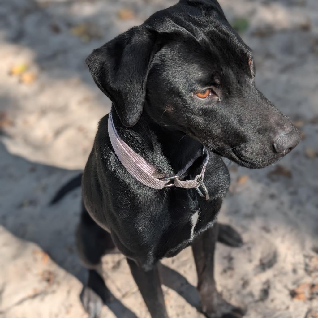 Enlarge Easton 28215, a Adoptable mixed breed in Middleburg, FL image 1/1