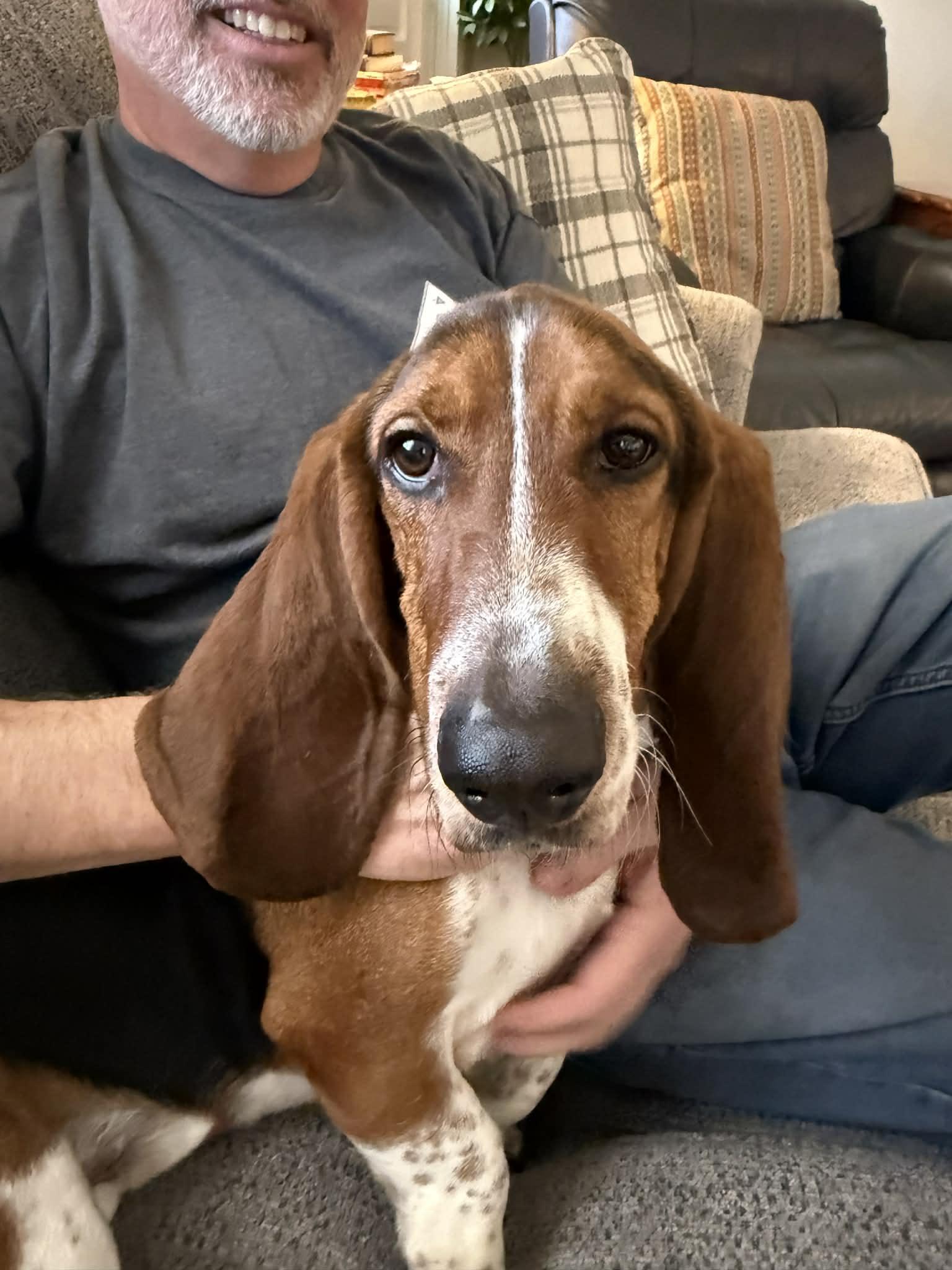 Enlarge Otis, an adopted Basset Hound in Columbia, SC image 1/1