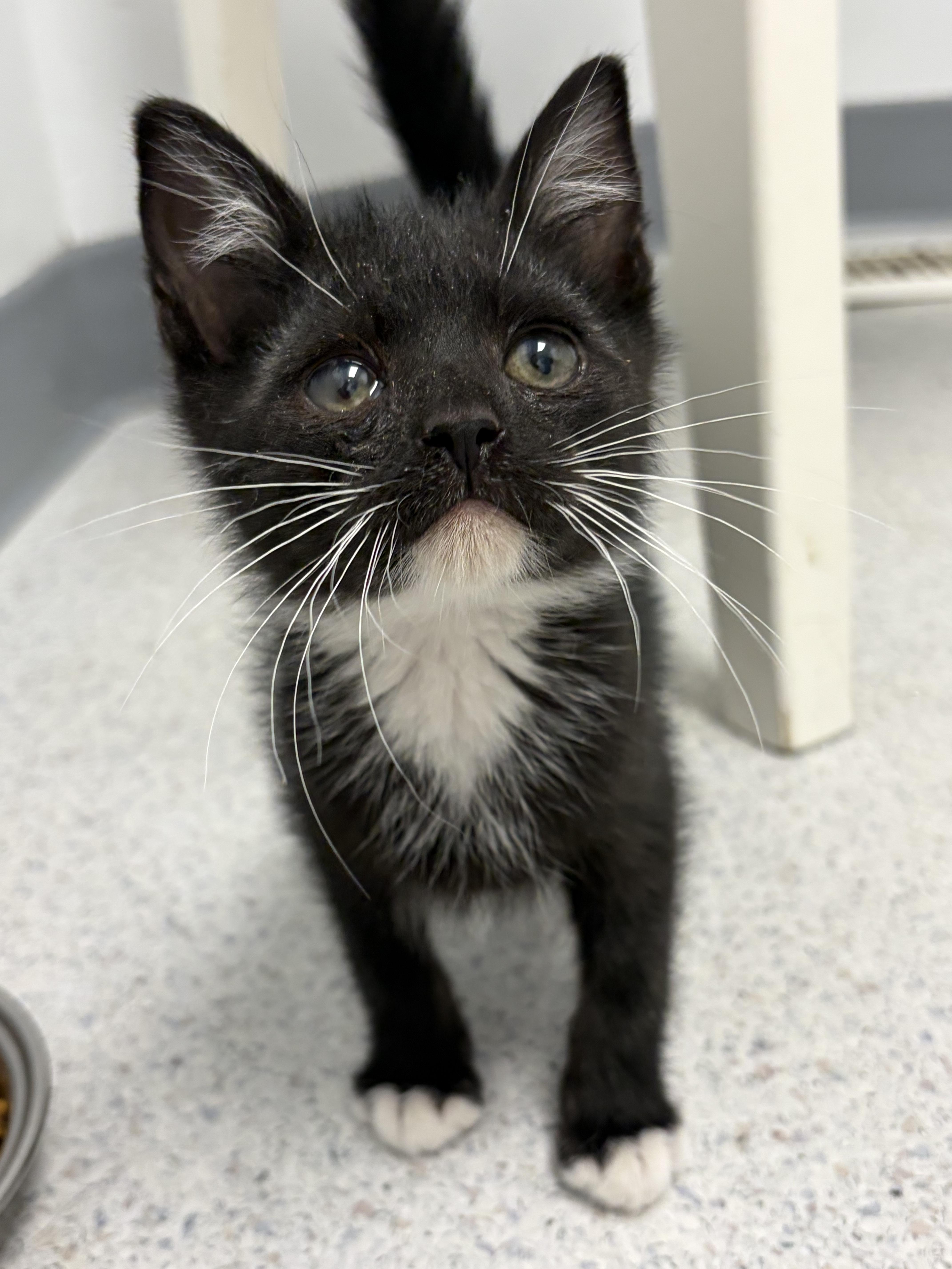 Woody, ADOPTABLE, Young Male Domestic Short Hair.