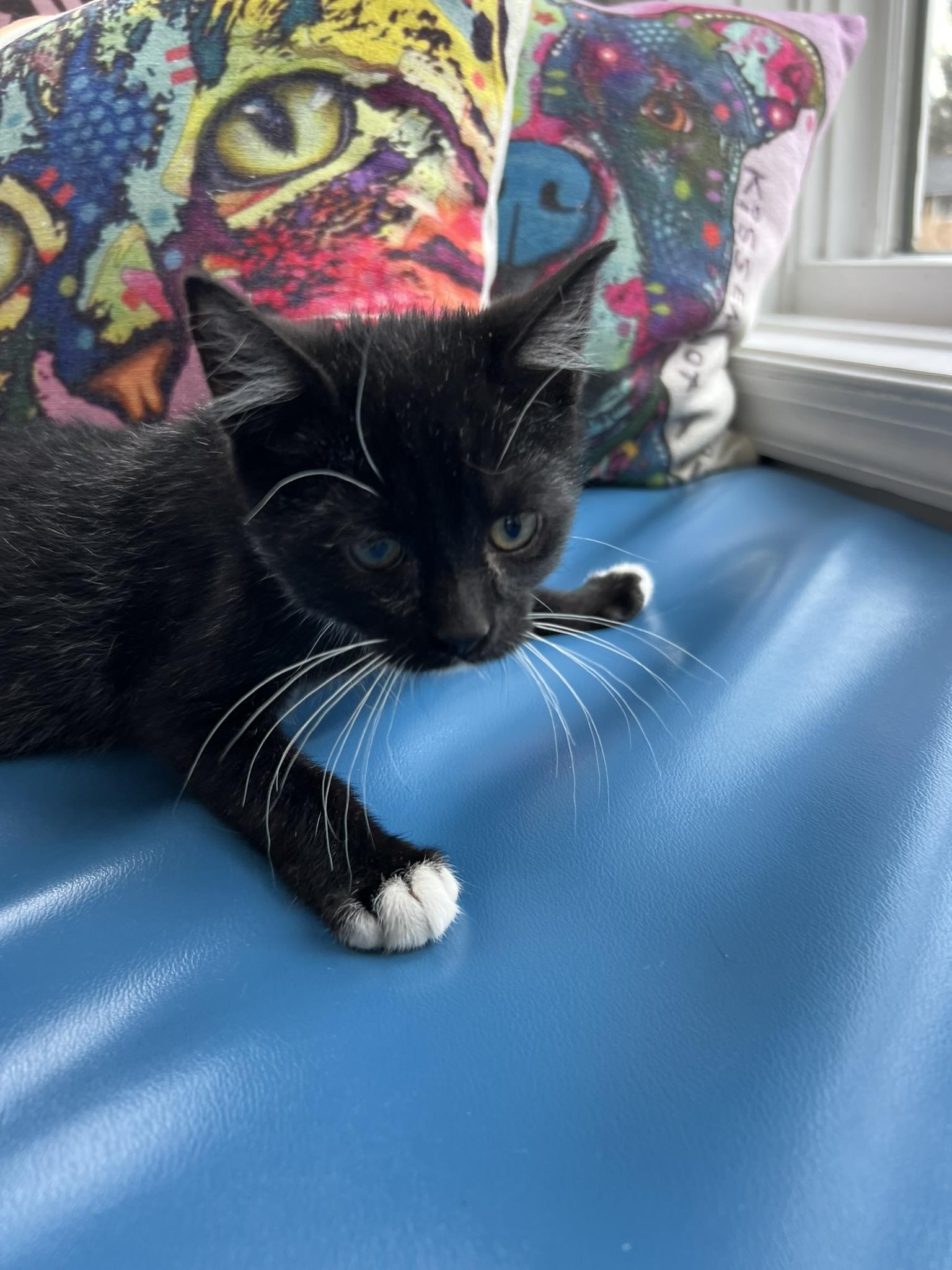 Woodford |||, ADOPTABLE, Young Male Domestic Short Hair.