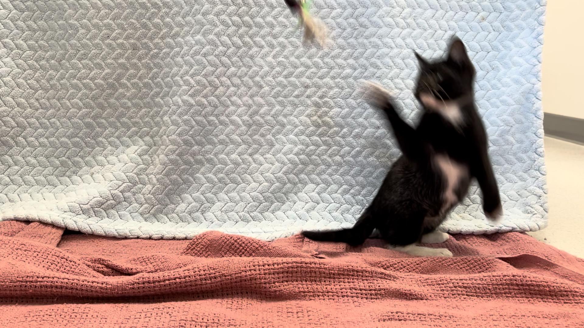 Enlarge Woodford |||, a ADOPTABLE Domestic Short Hair in Gaithersburg, MD image 3/5