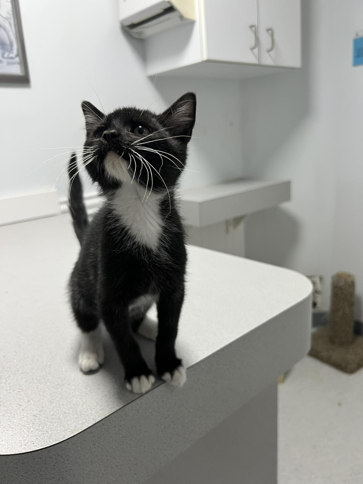 Enlarge Woodford |||, a ADOPTABLE Domestic Short Hair in Gaithersburg, MD image 4/5