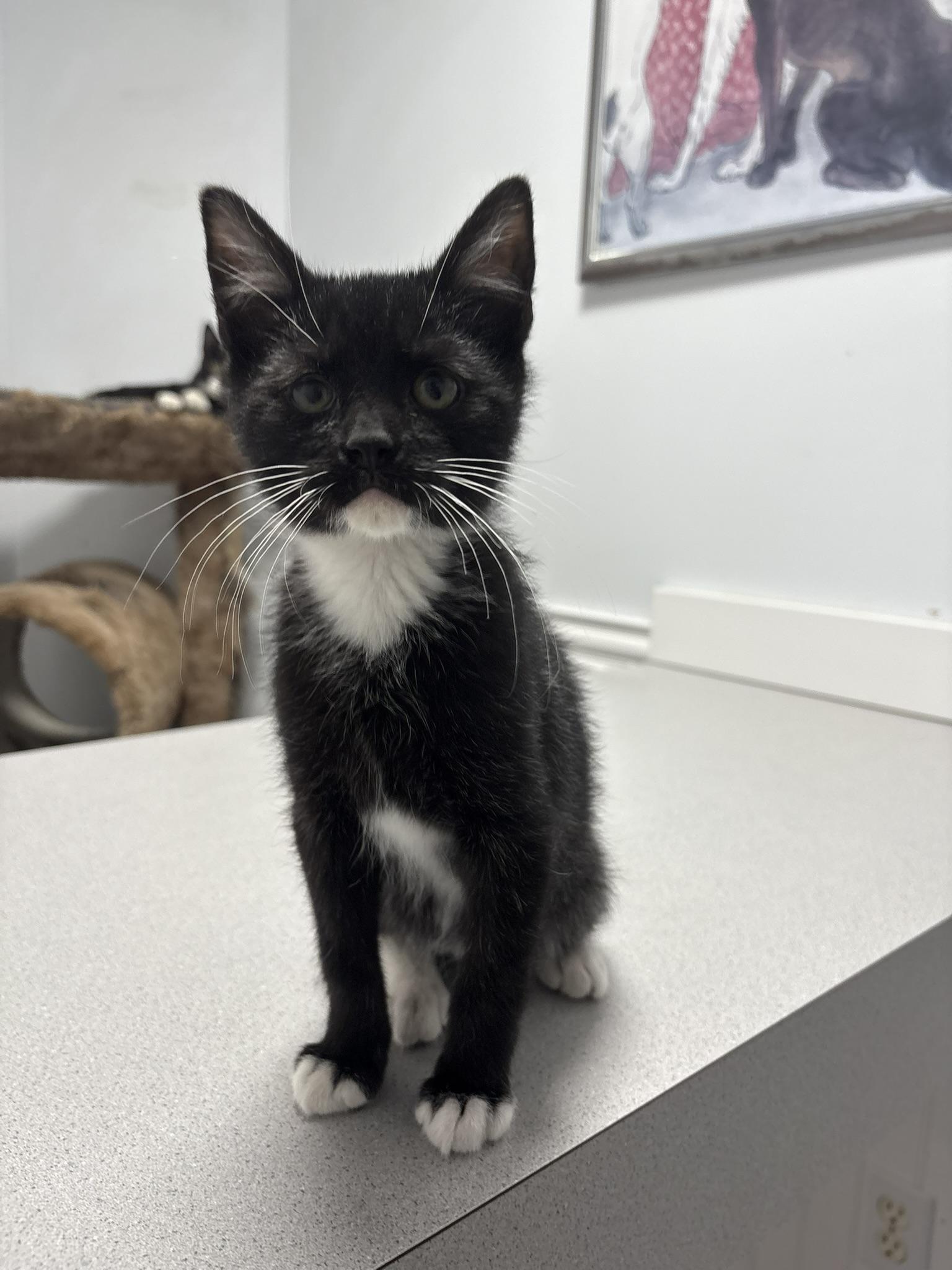 Enlarge Woodford |||, a ADOPTABLE Domestic Short Hair in Gaithersburg, MD image 2/5