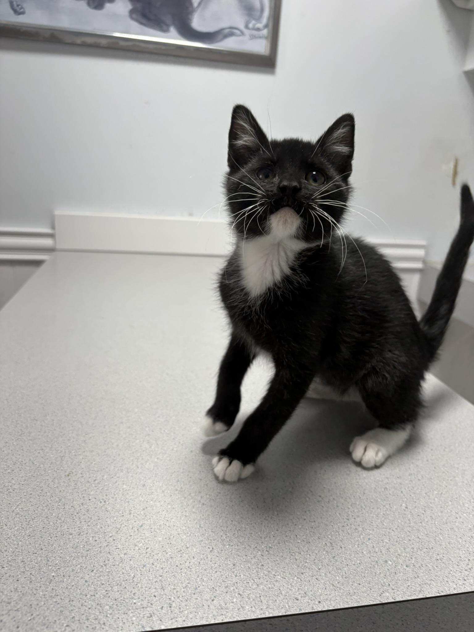 Enlarge Woodford |||, a ADOPTABLE Domestic Short Hair in Gaithersburg, MD image 5/5