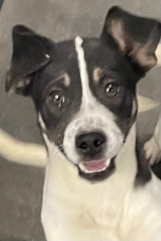 Enlarge Sparrow, a Adoptable Mixed Breed in Henderson, NC image 1/1