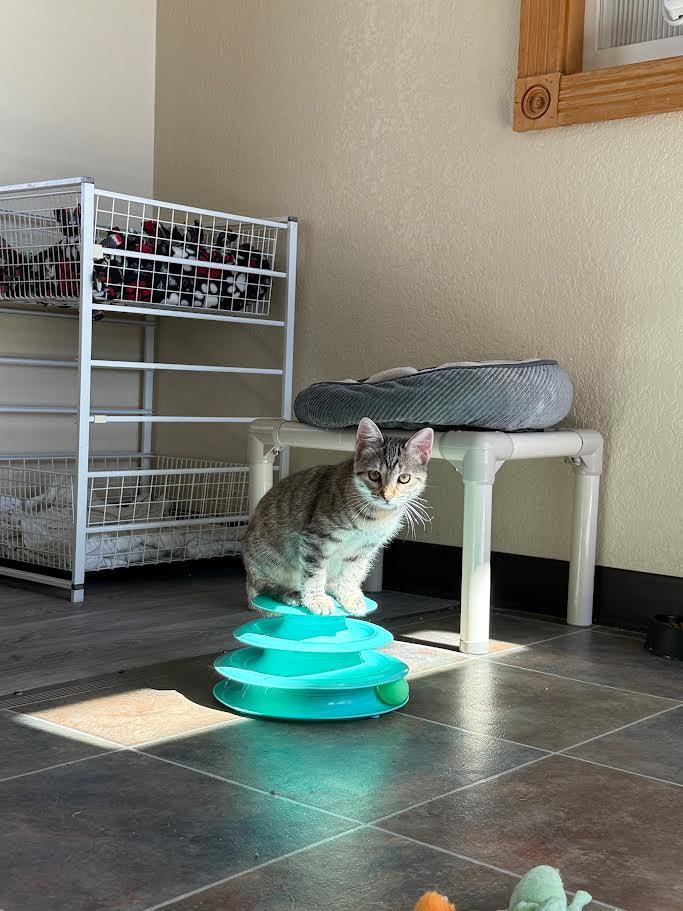 Heidi, an adoptable Domestic Short Hair in Ridgway, CO, 81432 | Photo Image 3