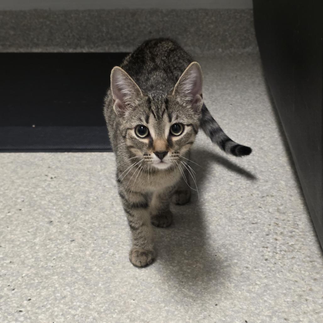 Nelly, Adoptable, Kitten Female Domestic Short Hair.