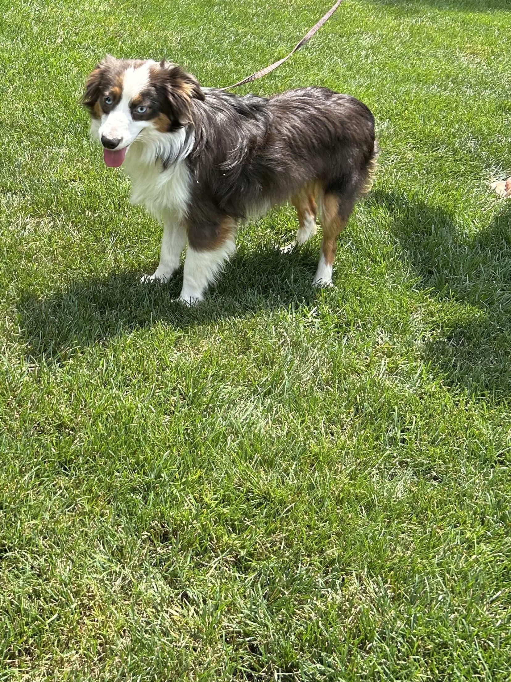 TEDDY (MINI -only 16 lbs), Adoptable, Young Male Australian Shepherd.