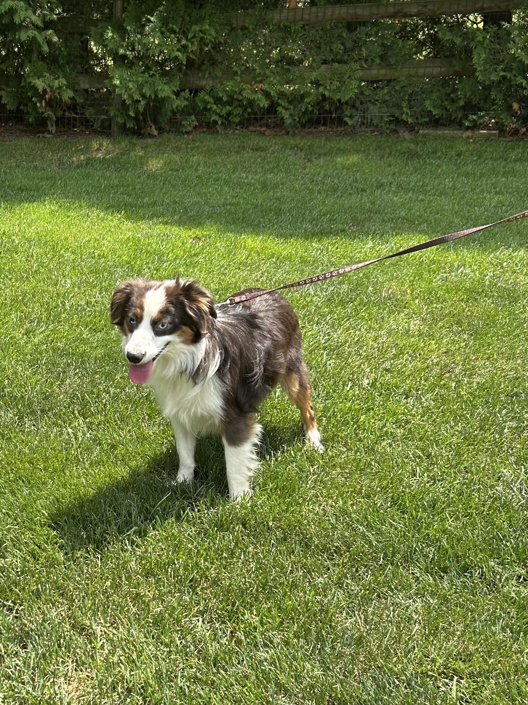 Enlarge TEDDY (MINI -only 16 lbs), a Adoptable Australian Shepherd in Elyria, OH image 4/5