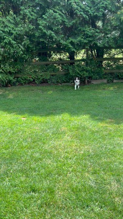 Enlarge TEDDY (MINI -only 16 lbs), a Adoptable Australian Shepherd in Elyria, OH image 5/5