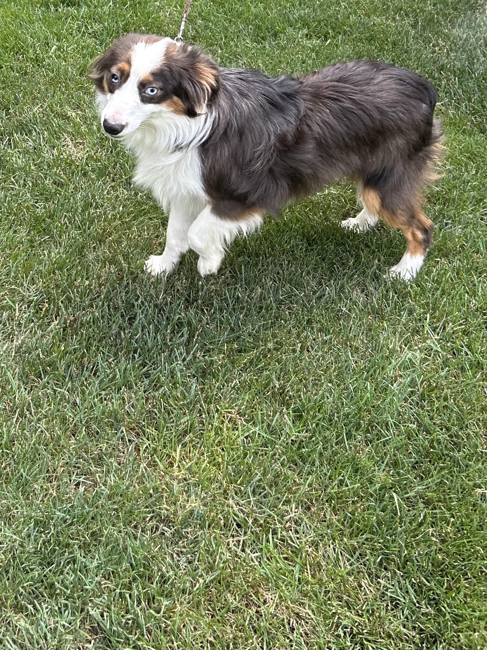 Enlarge TEDDY (MINI -only 16 lbs), a Adoptable Australian Shepherd in Elyria, OH image 3/5