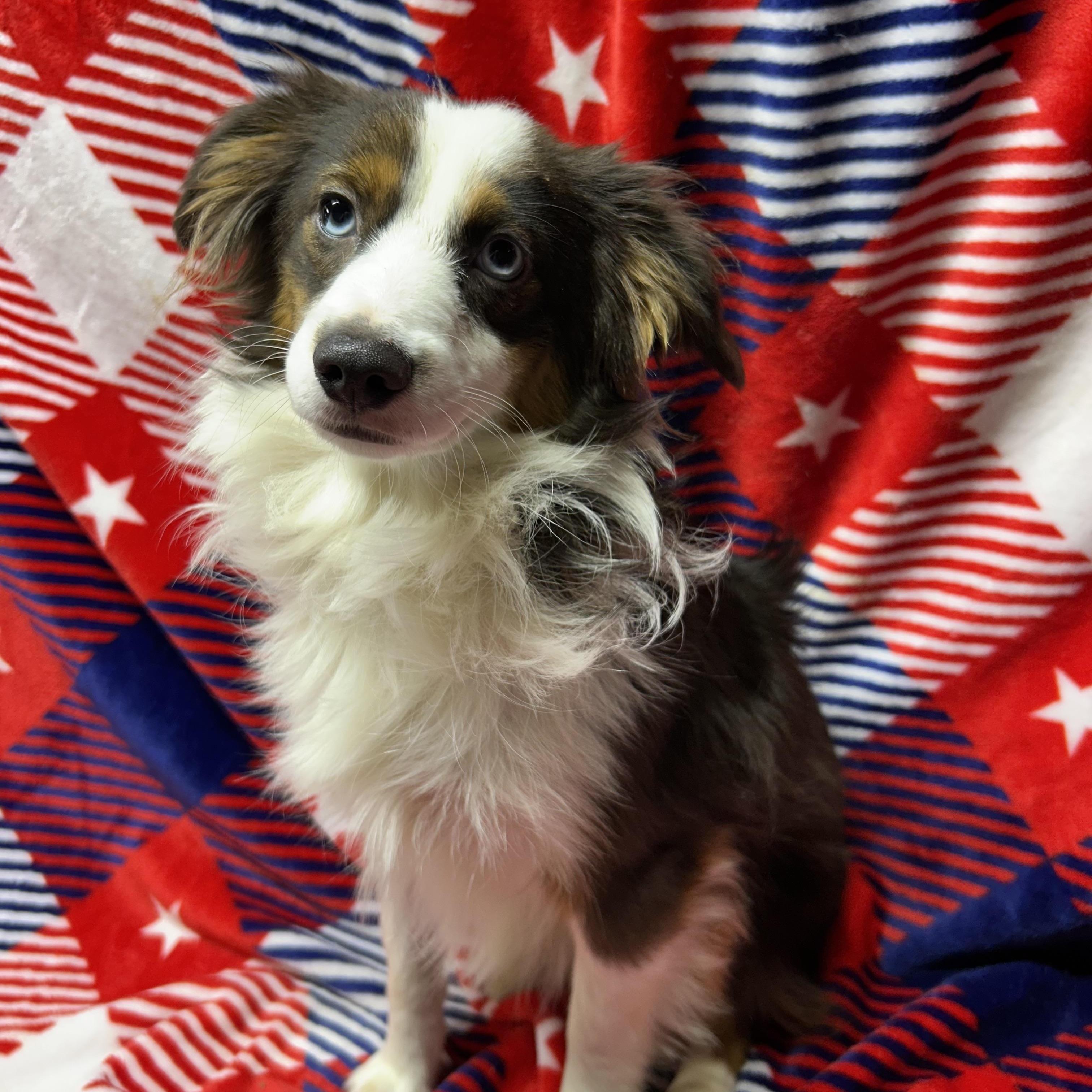 Enlarge TEDDY (MINI -only 16 lbs), a Adoptable Australian Shepherd in Elyria, OH image 2/5