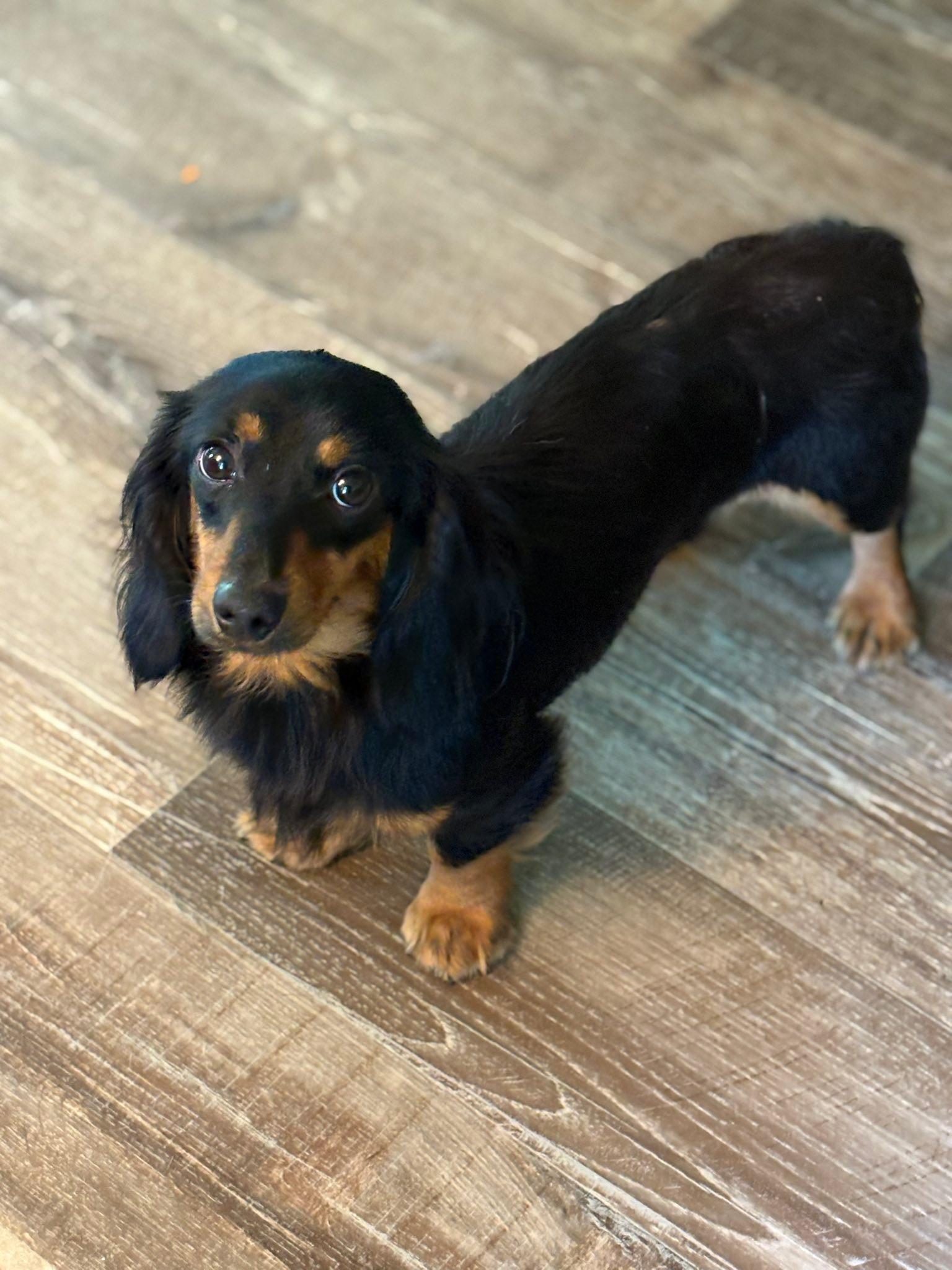Enlarge Dixie, a Adopted Dachshund in Peebles, OH image 1/6