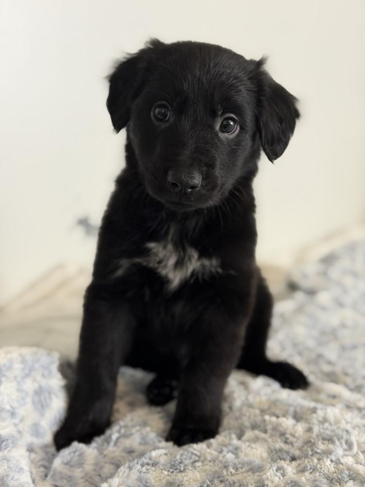 Rose, Adoptable, Puppy Female Border Collie & Shepherd.