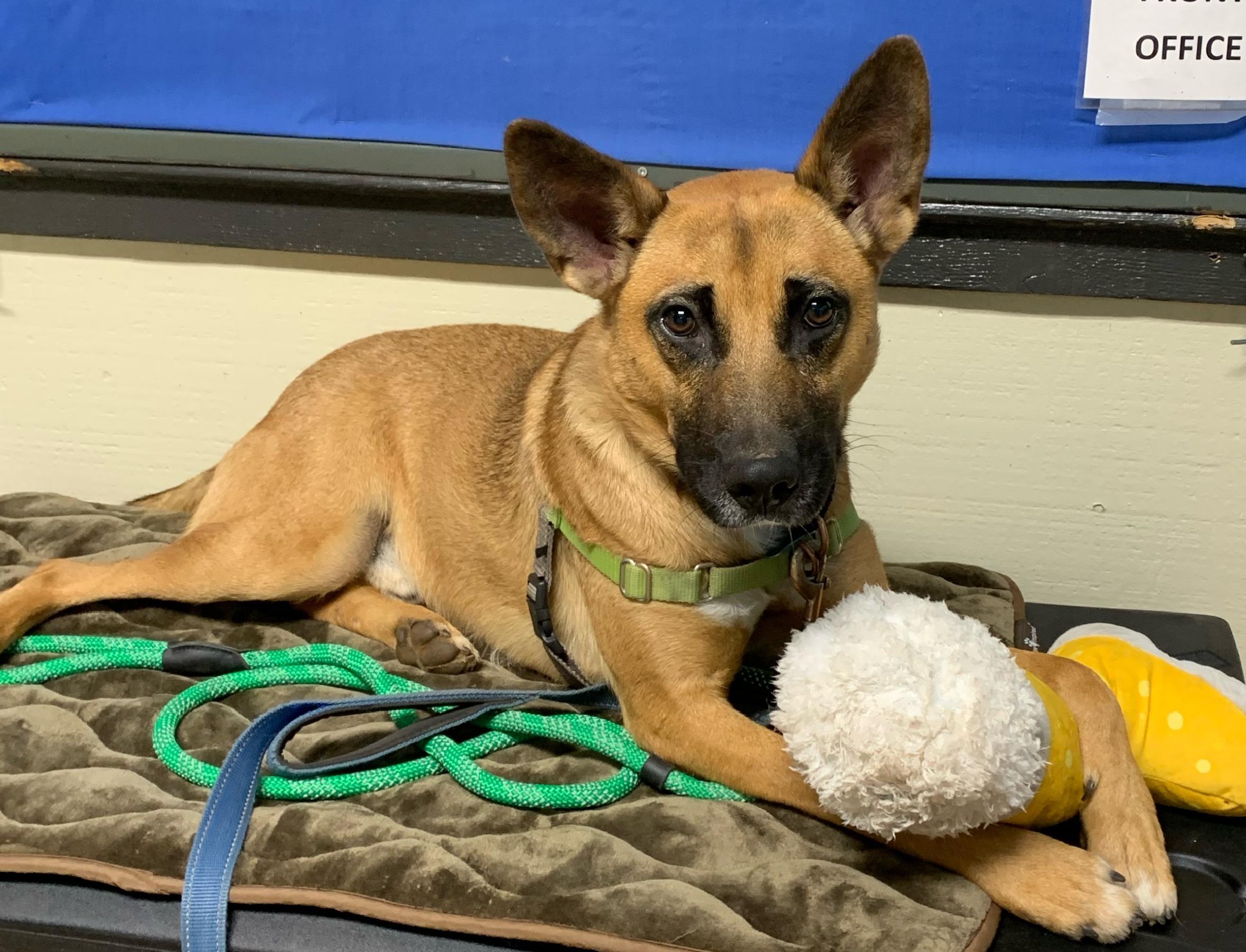 Tater, Adoptable, Young Male Belgian Shepherd / Malinois & Shepherd.