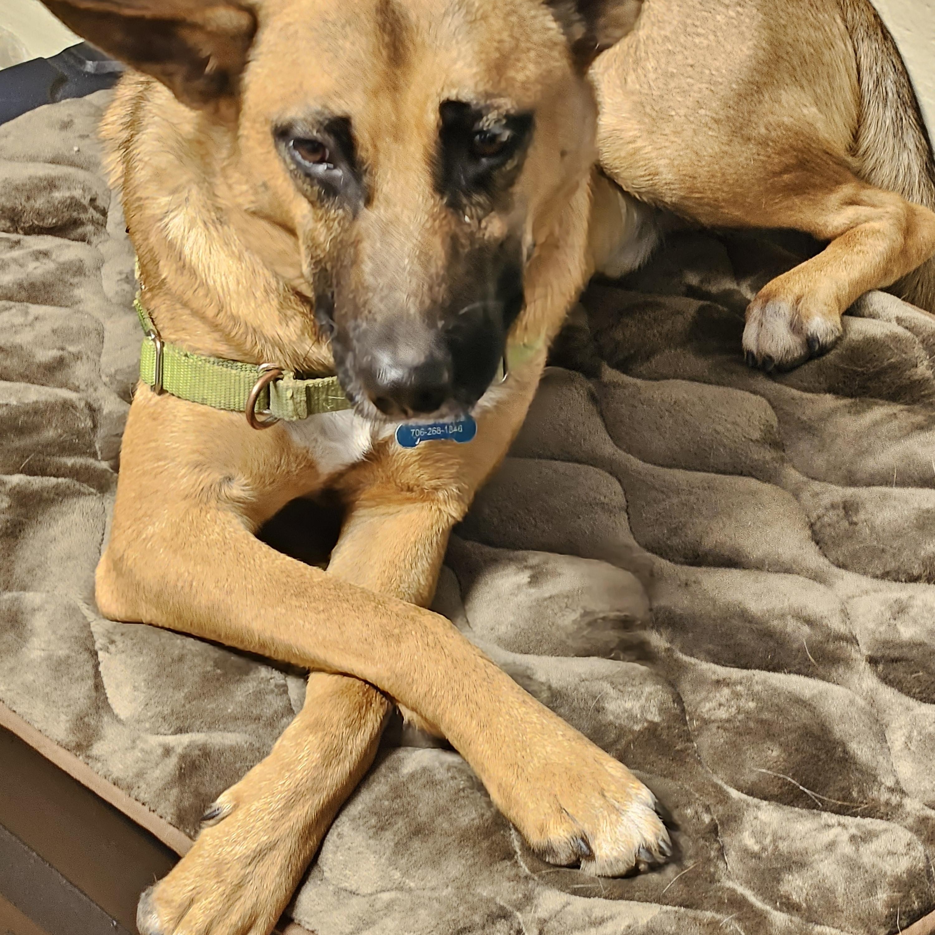 Enlarge Tater, a Adoptable mixed breed in Jasper, GA image 2/6